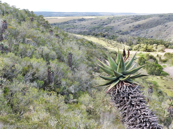 View at Wild Rescue Wildlife Sanctuary and Nature Reserve, near Riversdale, Western Cape