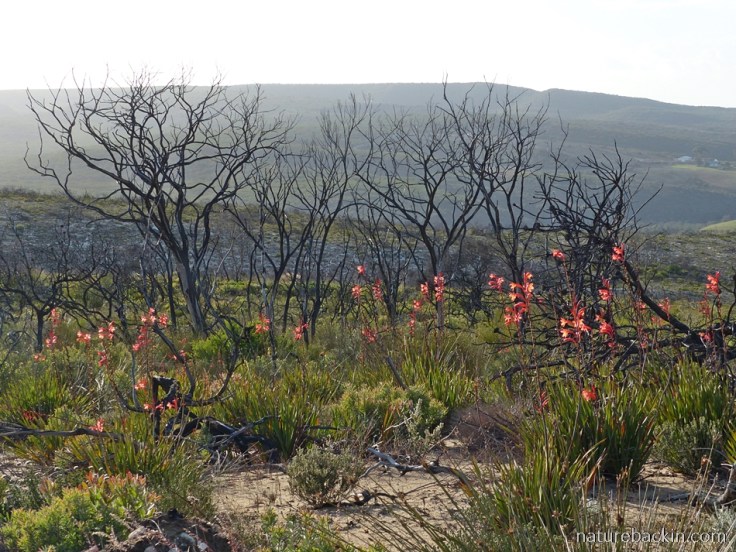 Watsonias in flower at Wild Rescue Wildlife Sanctuary and Nature Reserve, Riversdale, Western Cape