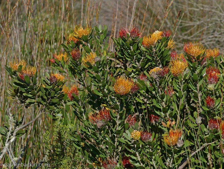 Still Bay pincusion (Leucospernum-praecox) in flower