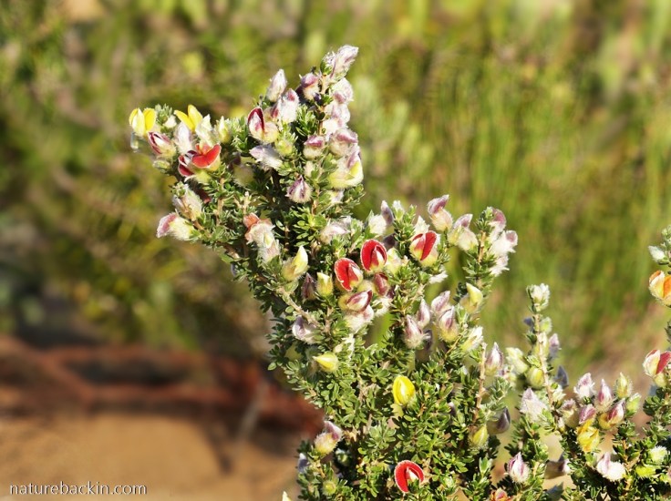 Molbossie in flower at Wild Rescue Nature Reserve near Riversdale