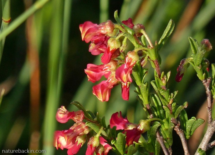 Hermannia flammea (Poproos) in flower among fynbos vegetation at Wild Rescue Nature Reserve