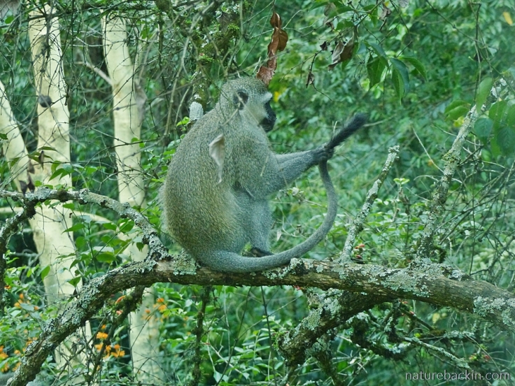 Vervet monkey in a tree grooming its tail