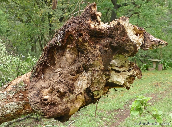 Spongy base of fallen tree fuchsia