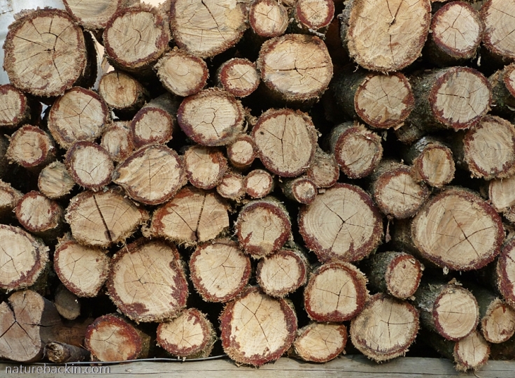 Cut wood of tree fuchsia (Halleria lucida) on woodpile