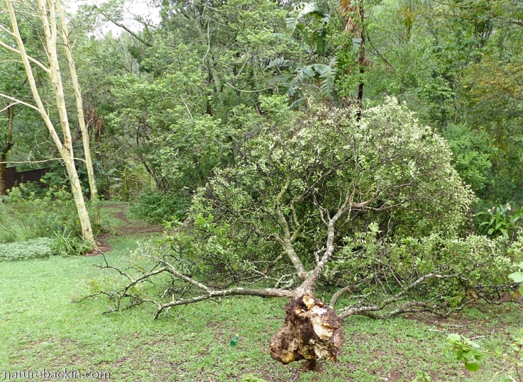 Halleria lucida (tree fuchsia) fallen over in garden