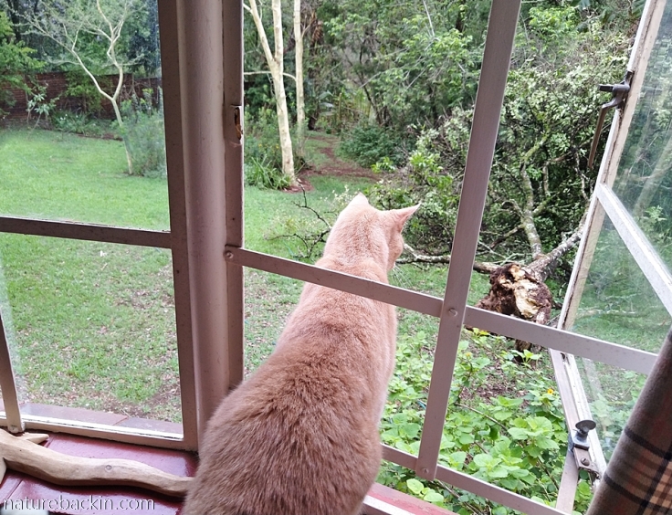 Cat looking out window at fallen tree