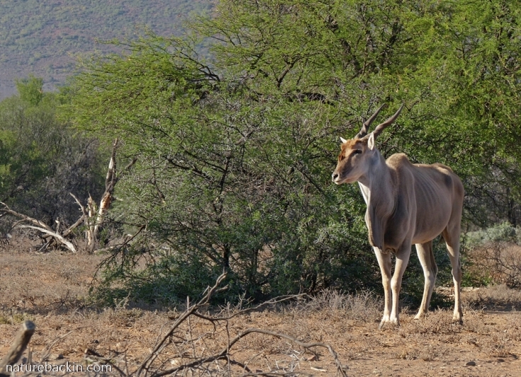 Eland during drought at Camdeboo National Park, South Africa