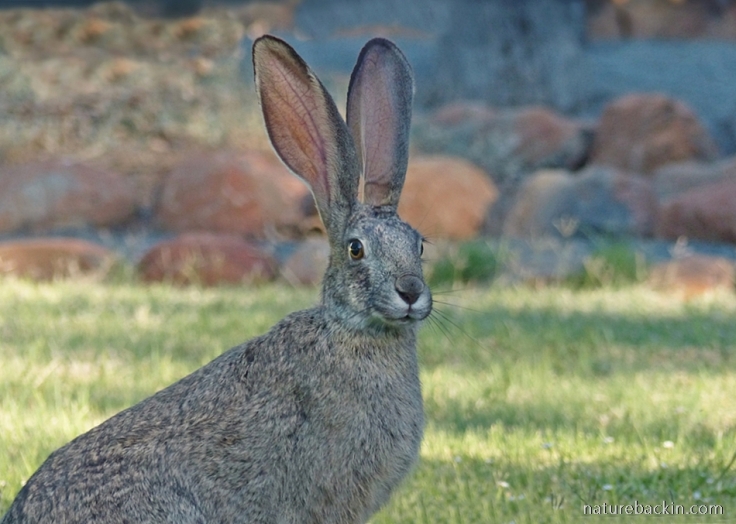 A scrub hare, Camdeboo National Park campsite, South Africa