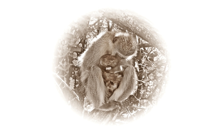 Vervet monkey mother and baby
