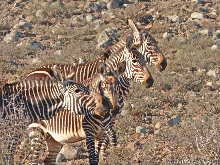 Cape mountain zebras at Camdeboo National Park, South Africa