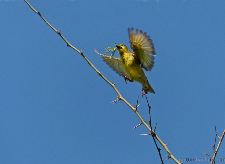 A village weaver collecting nesting material with wings spread against a blue sky