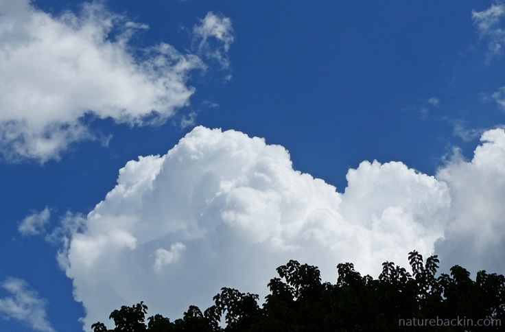 Cumulus clouds building against a blue sky