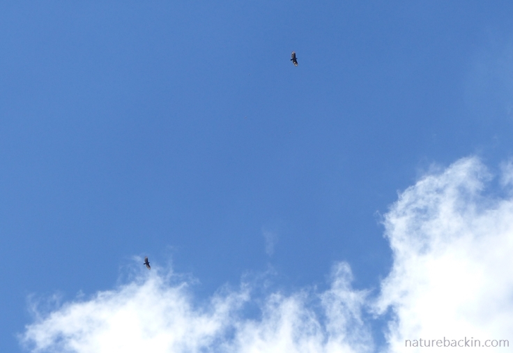 A paiar of crowned eagles soaring high over the suburbs, KwaZulu-Natal