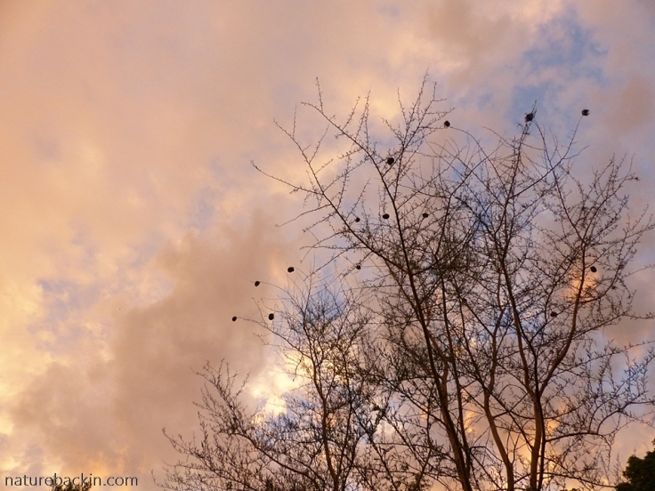 Weaver bird nests in fever trees against a sunset sky in a suburban garden, South Africa