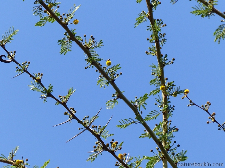 Acacia nilotica coming into flower against a blue sky, South Africa