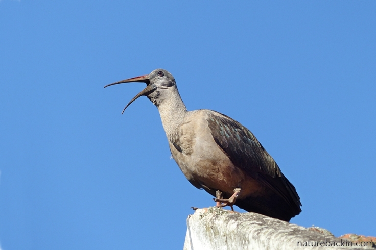 Hadeda ibis calling from a roof top against a blue sky