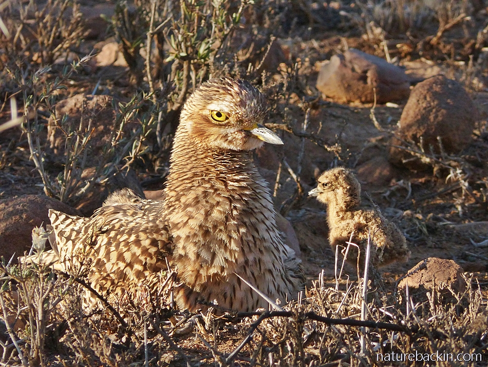 Spotted thick-knee (dikkop) with its chick, South Africa