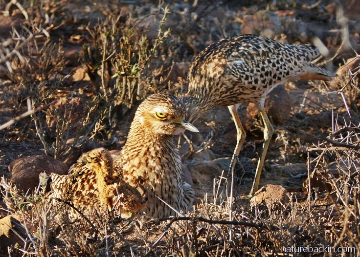 A spotted-thick-knee (dikkop) parents feeding chick