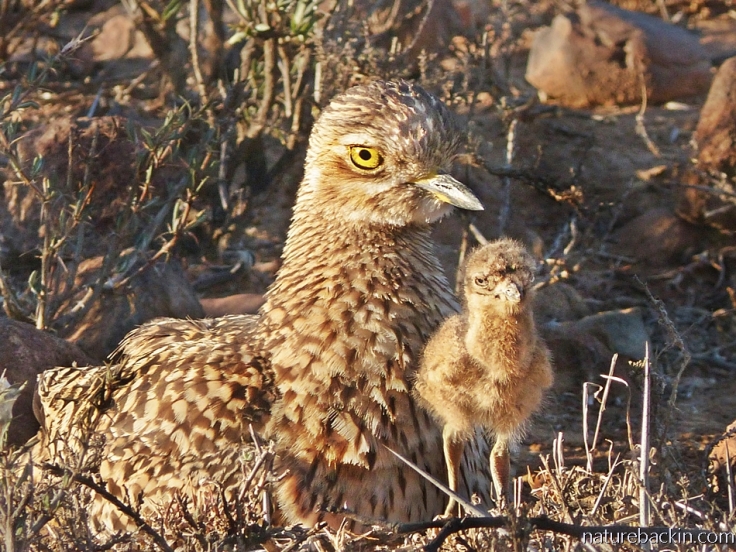 A spotted-thick-knee (dikkop) chick standing close too its parent