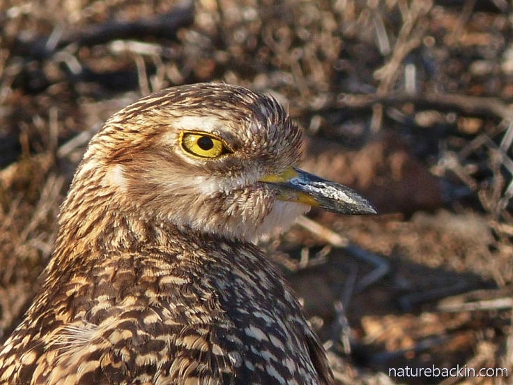 A spotted thick-knee (dikkop) at Camdeboo National Park, South Africa