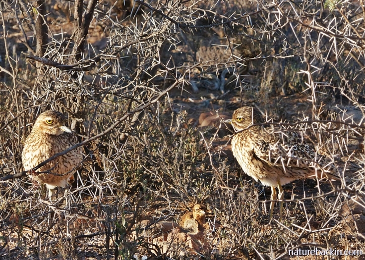 A pair of spotted thick-knees (dikkops) with their chick, Camdeboo National Park, South Africa