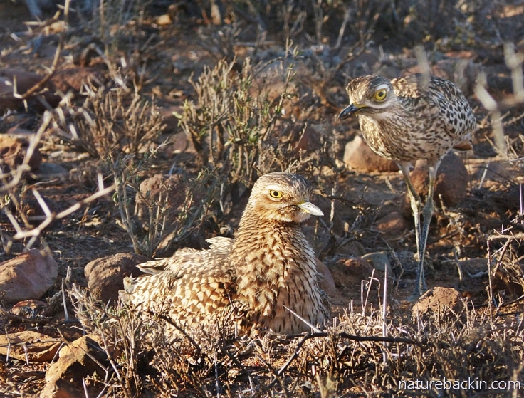 Spotted thick-knee 4