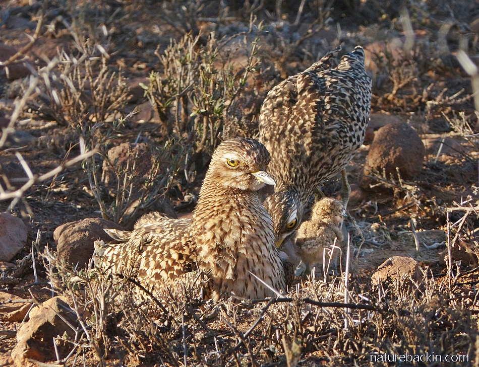 The hopefulness of a baby bird – letting nature back in
