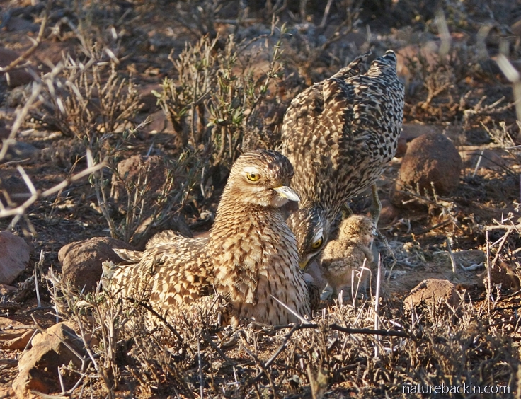 A pair of spotted thick-knee (dikkop) parents feeding their chick