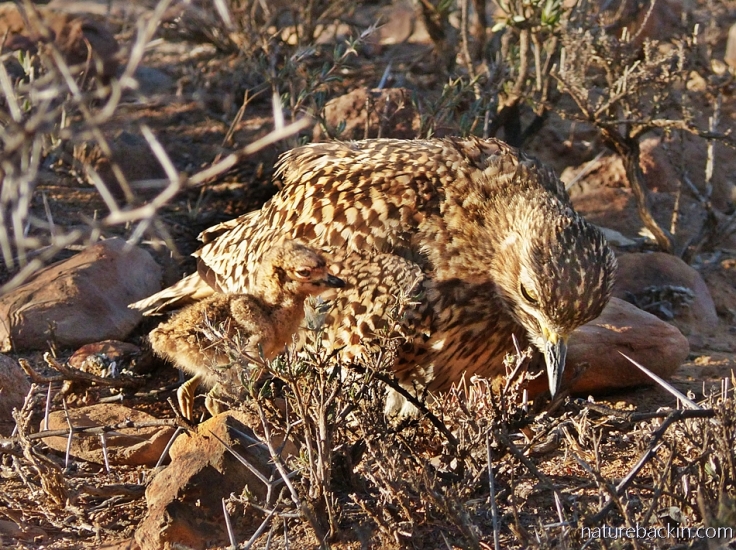 A spotted-thick-knee (dikkop) chick enjoying the late afternoon sun with its parent