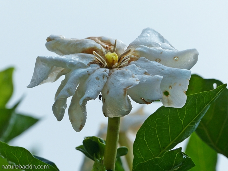 Aging flower of a Gardenia thunbergia, South Africa