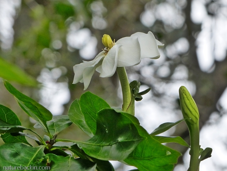 Flower and bud of a wild gardenia/forest gardenia (Gardenia thunbergia)