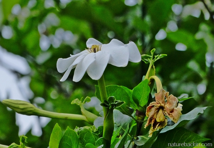 Flower and buds of the Gardenia thunbergia in a KwaZulu-Natal garden in South Africa