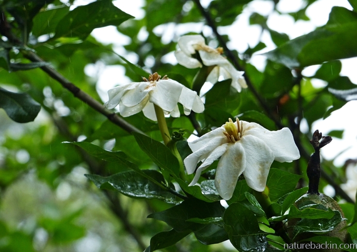 Rain on leaves and flowers of a Gardenia thunbergia (forest or wild gardenia), in a suburban garden in South Africa