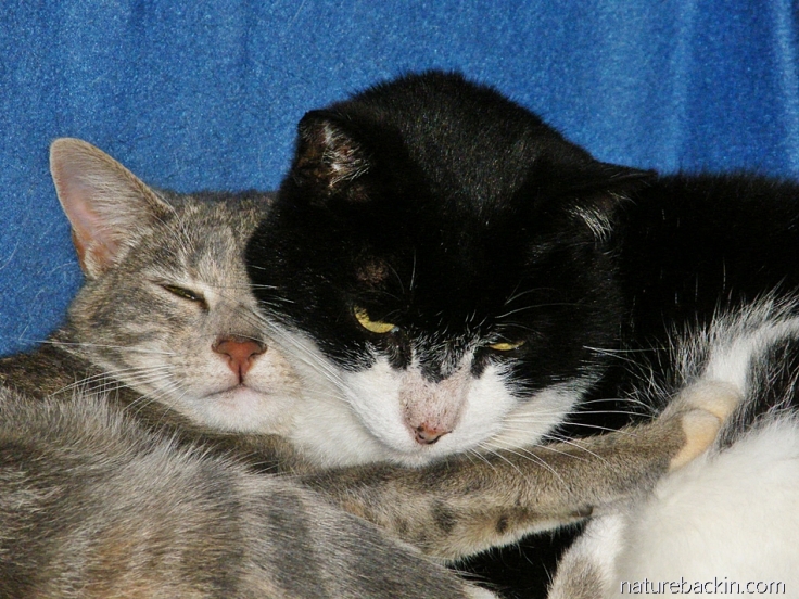 Cats cuddled together
