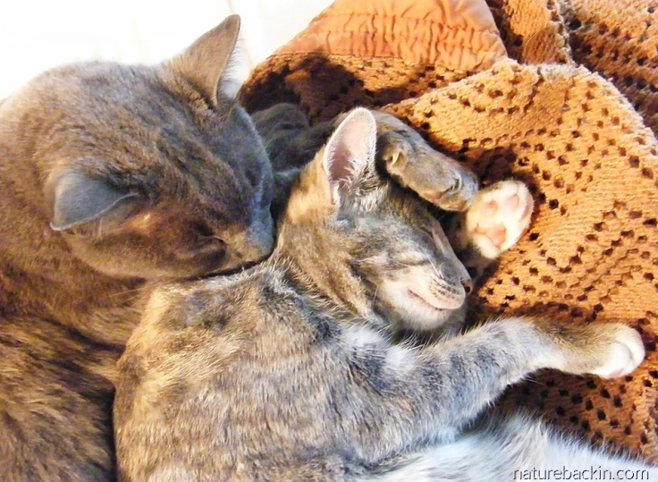 Older cat cuddling adolescent cat