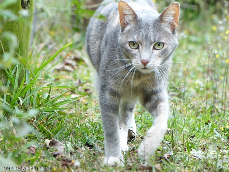 Cat walking in garden