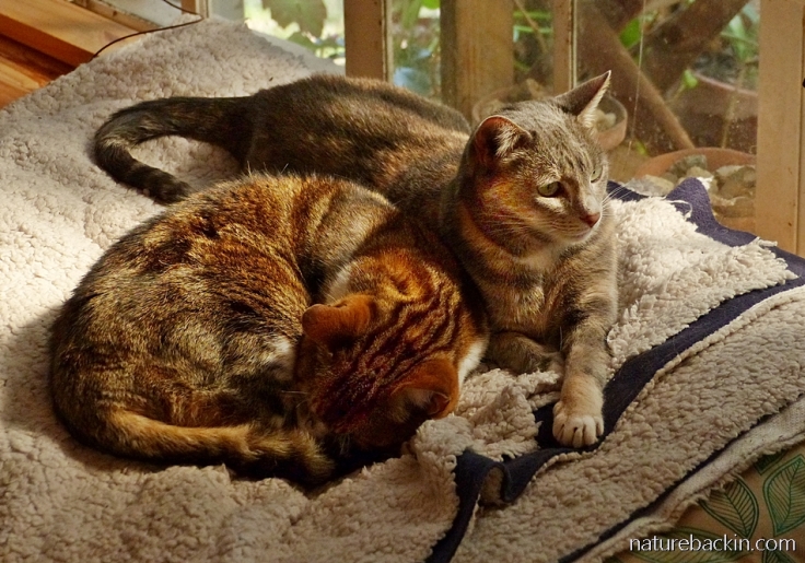 Cat friends,  both adopted feral cats