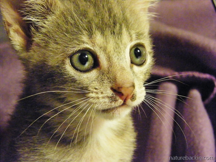 Kitten at six weeks
