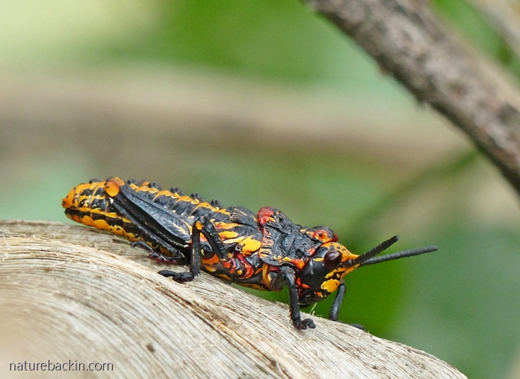 Koppie foam grasshopper (Dictyophorus spumans) nymph