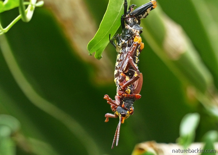 Koppie foam grasshopper slowly emerging from its exoskeleton as it moults