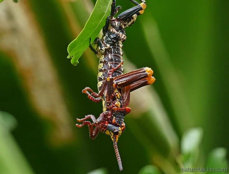 Koppie foam grasshopper nearly completed shedding its exoskeleton