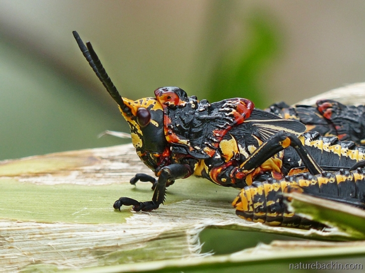 Close-up of a koppie foam grasshopper nymph, South Africa