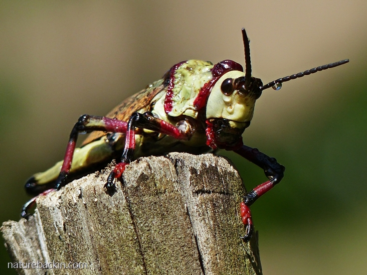 Adult koppie foam grasshopper on a pole, South Africa