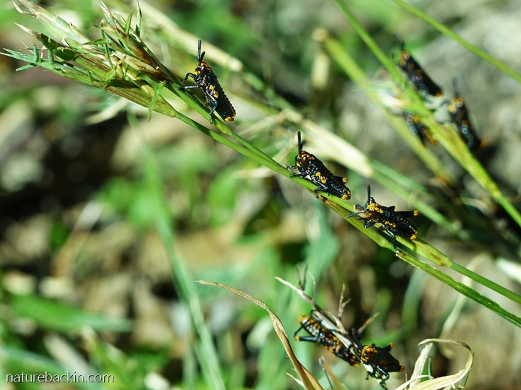 Nymphs of the koppie foam grasshopper on grass stems in a suburban garden South Africa