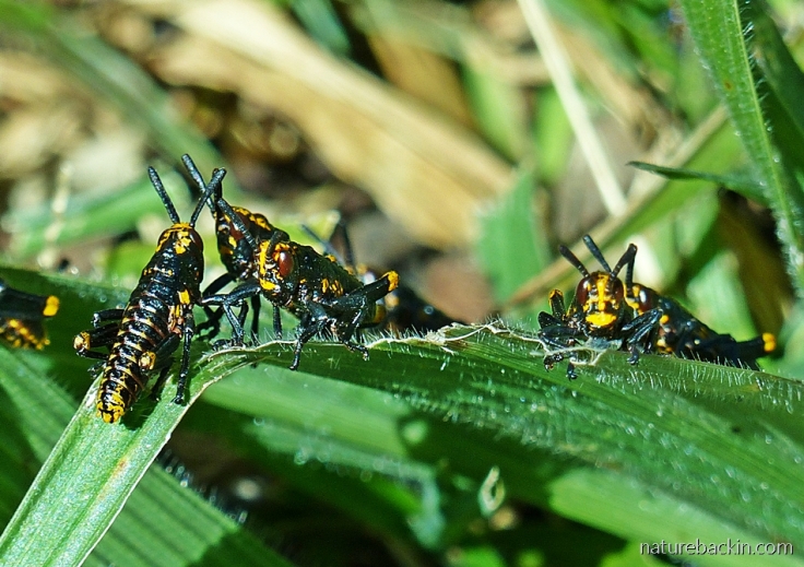 Koppie foam grasshopper nymphs eating leaf blades of the broad-leaved bristlegrass