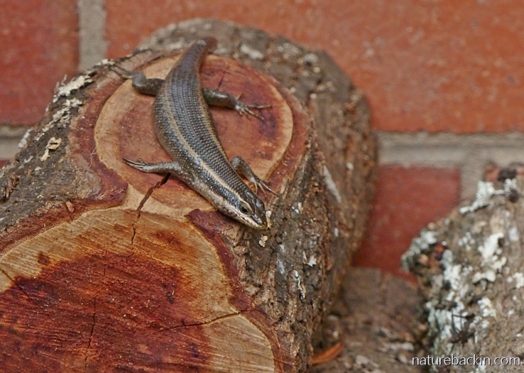 A striped skink resting on a log in a garden woodpile