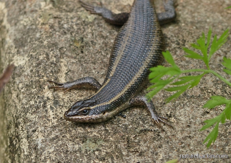 A striped skink resting on a wall in a garden