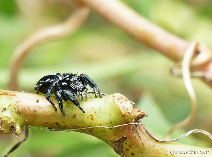 Black and white jumping spider, South Africa