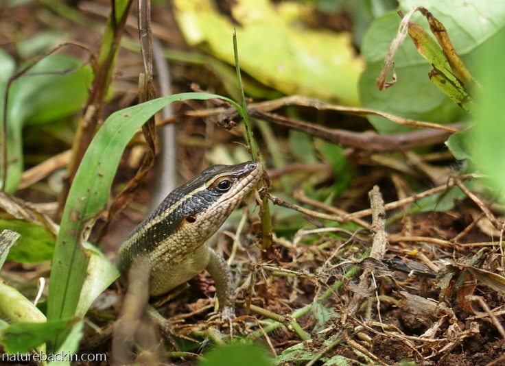 Striped skink on the alert in garden, South Africa