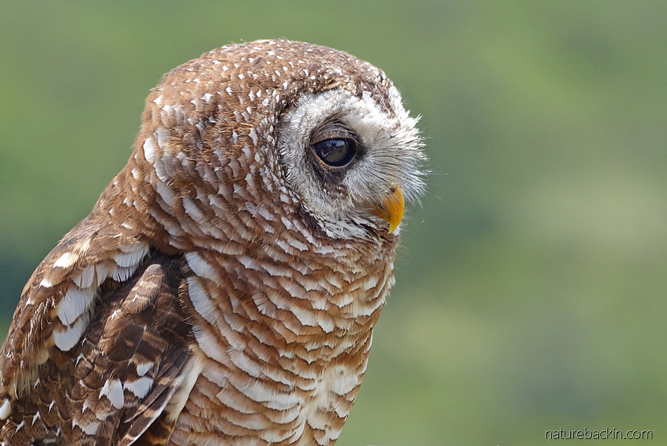 Portrait of an African wood owl, South Africa